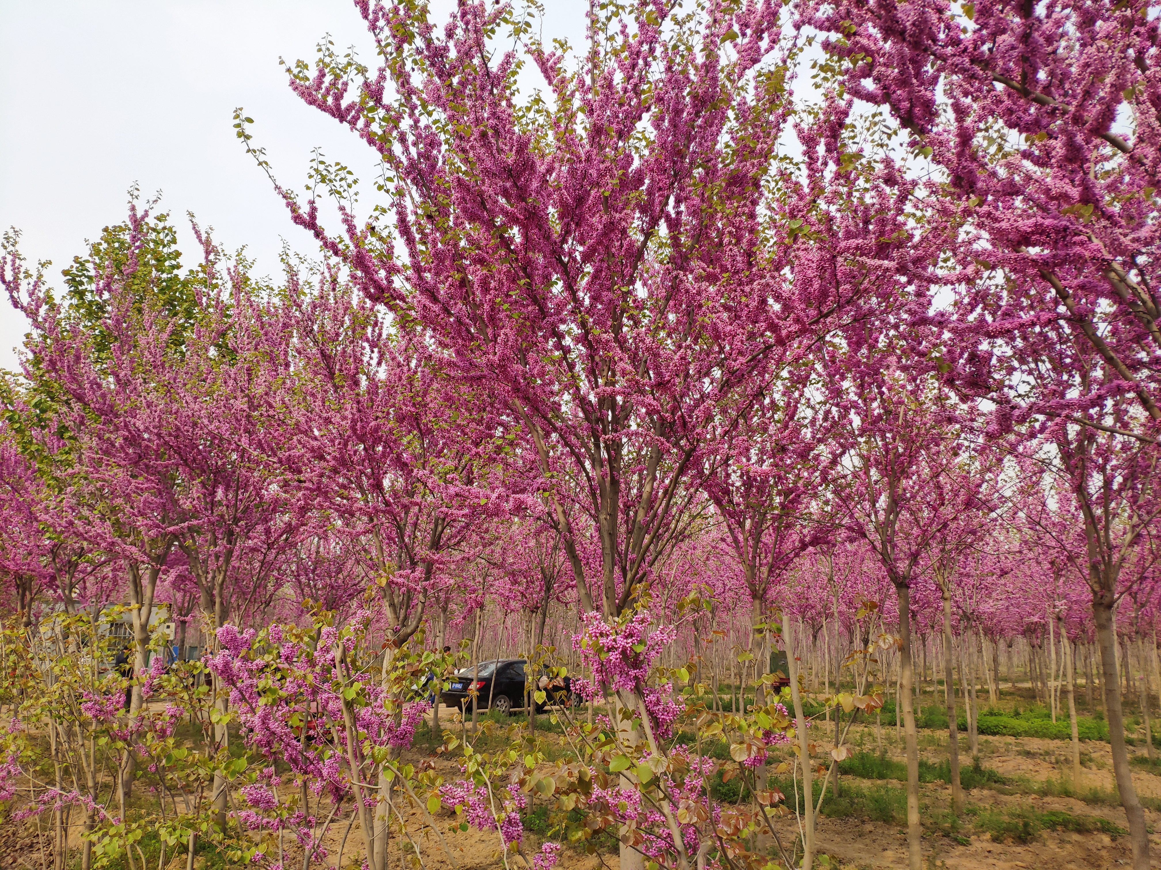 昆山合纵生态参加2019首届许昌紫荆花节