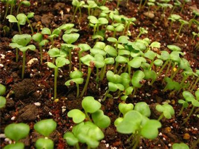 落尘®有机营养土价格是多少呢? 落尘®有机营养土价格是多少呢?