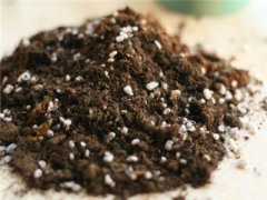 落尘有机营养土可以改善土壤吗？