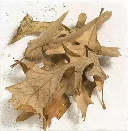 解析园林覆盖物——落叶化土,回馈自 解析园林覆盖物——落叶化土,回馈自