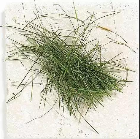 解析园林覆盖物——落叶化土,回馈自 解析园林覆盖物——落叶化土,回馈自