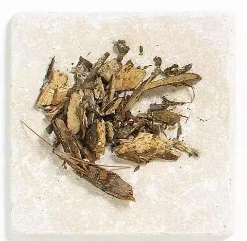 解析园林覆盖物——落叶化土,回馈自 解析园林覆盖物——落叶化土,回馈自