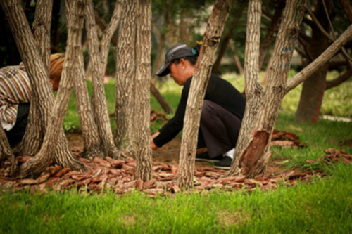 园林覆盖树皮厂家信息大全 园林覆盖树皮厂家信息大全